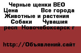 Черные щенки ВЕО › Цена ­ 5 000 - Все города Животные и растения » Собаки   . Чувашия респ.,Новочебоксарск г.